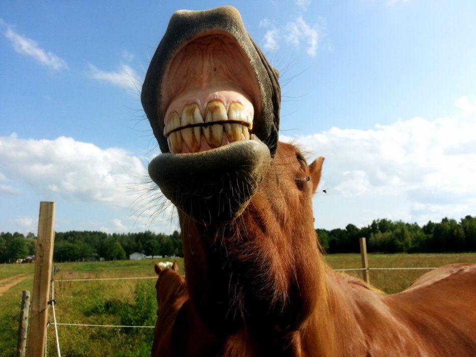 Why do horses smile, or something about a horses sense of smell