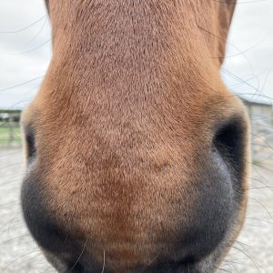 “Why do horses ‘smile’, or something about a horse’s sense of smell”