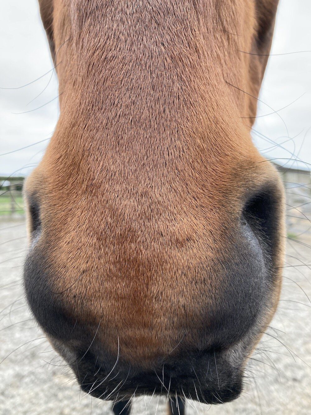 &#8220;Why do horses &#8216;smile&#8217;, or something about a horse&#8217;s sense of smell&#8221;