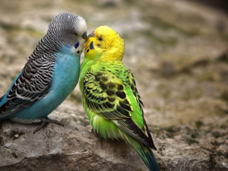 Why do parrots talk?