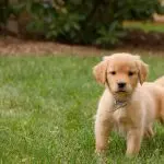 Why do people get dogs?
