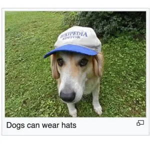 Why do spaniels wear hats?