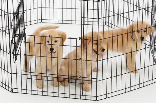 Why do you need a dog cage in your apartment?