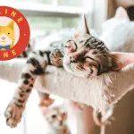 Why does a cat always sleep?