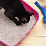 Why does a cat dig in a tray?