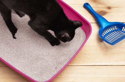 Why does a cat dig in a tray?