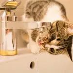 Why does a cat drink water from a tap and not from a bowl?