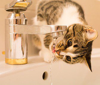 Why does a cat drink water from a tap and not from a bowl?