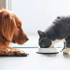 Why does a cat eat dog food
