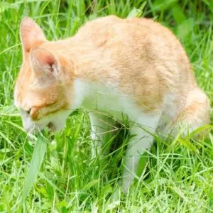 Why does a cat eat grass?