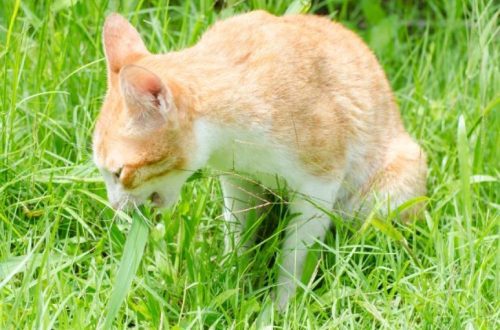 Why does a cat eat grass?