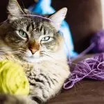 Why does a cat eat wool and why is it dangerous?