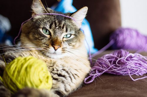 Why does a cat eat wool and why is it dangerous?