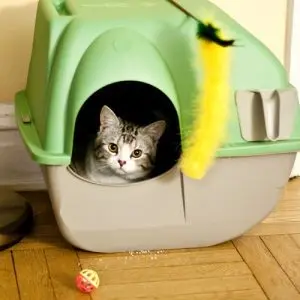 Why does a cat go badly in the tray and what to do about it