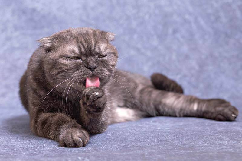Why does a cat have white feces - 8 causes and treatment