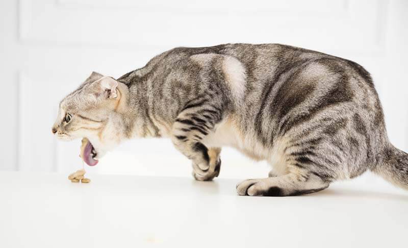 Why does a cat have white feces - 8 causes and treatment