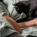 Why does a cat keep me awake all night?