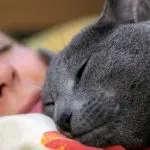 Why does a cat like to sleep on its owner’s head?