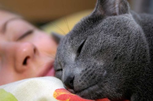 Why does a cat like to sleep on its owner&#8217;s head?
