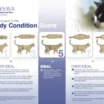 Why does a cat lose weight?