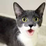 Why does a cat meow?