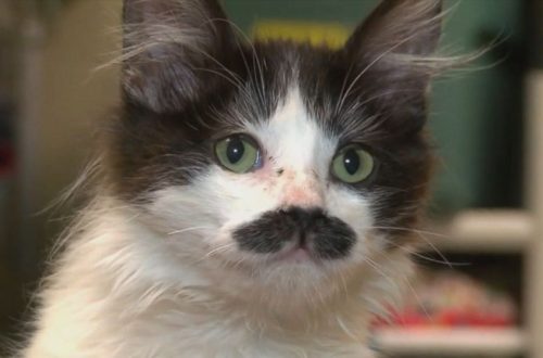 Why does a cat need a mustache?