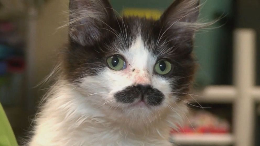 Why does a cat need a mustache?