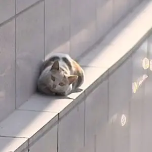 Why does a cat need a “second floor”?