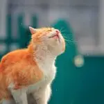 Why does a cat often shake its head?