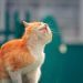 How dangerous is tobacco smoke for a cat?