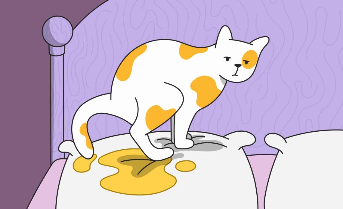 Why does a cat pee on the bed?