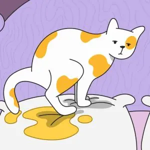 Why does a cat pee on the bed?