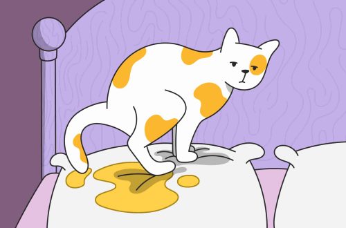 Why does a cat pee on the bed?