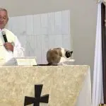 Why does a cat ride on the priest and what to do?