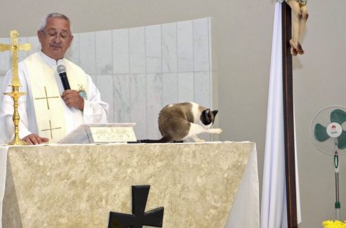 Why does a cat ride on the priest and what to do?