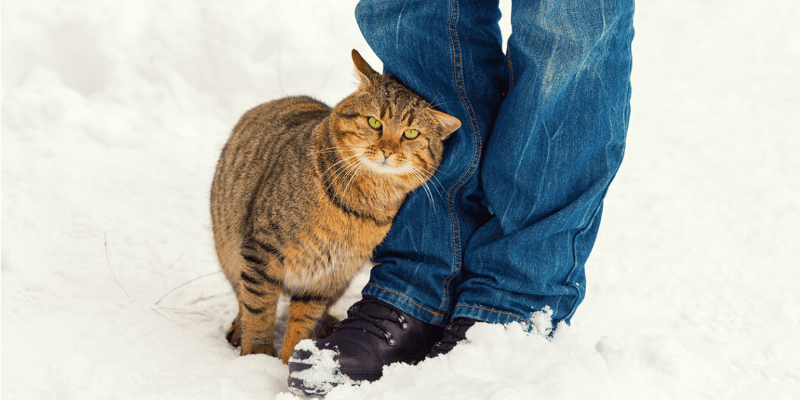 Why does a cat rub against its legs?