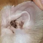 Why does a cat scratch its ears until it bleeds?