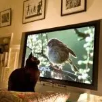Why does a cat watch TV?