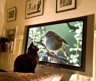 Why does a cat watch TV?