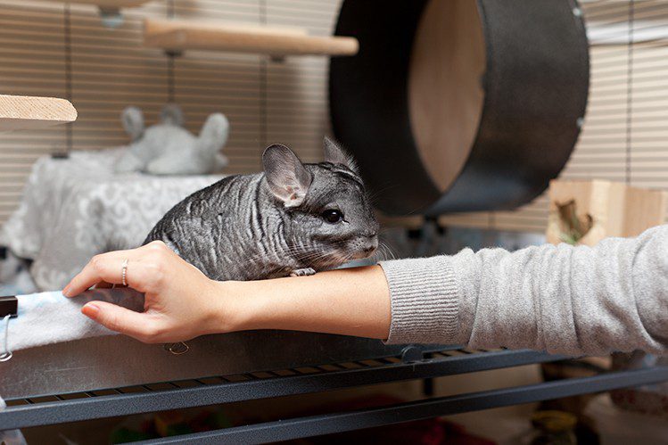 Why does a chinchilla go bald?