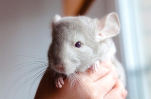 Why does a chinchilla go bald?