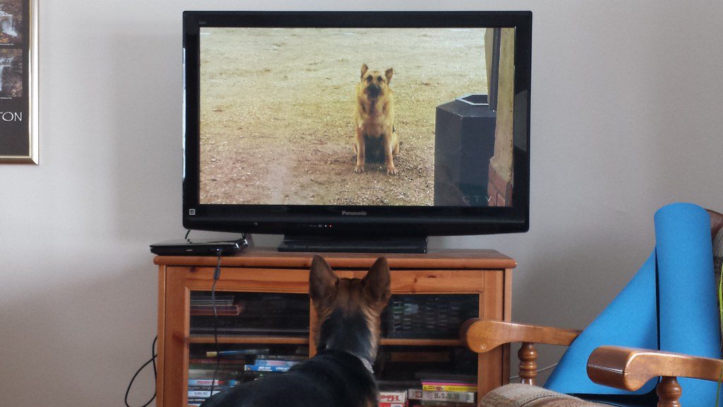 Why does a dog bark at animals on TV?