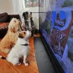 Why does a dog bark at animals on TV?
