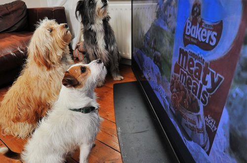 Why does a dog bark at animals on TV?