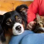 Why does a dog chase cats