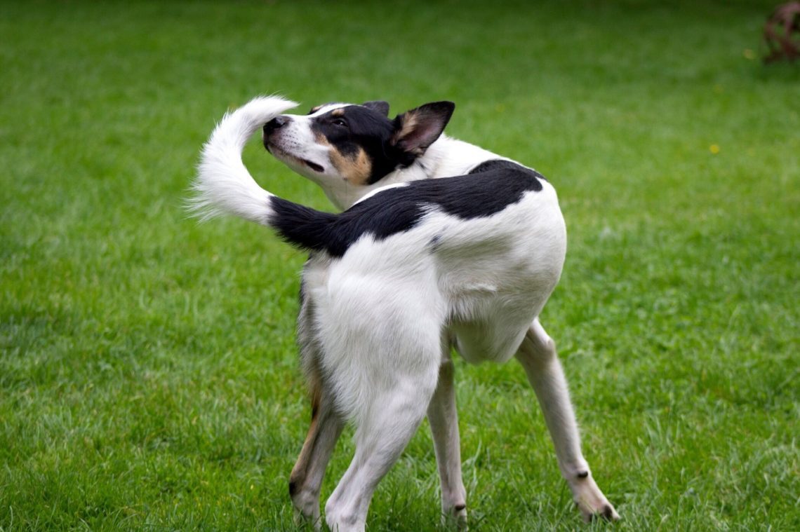 Why does a dog chase its tail?