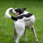 Why does a dog chase its tail?