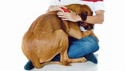 Why does a dog cling to its owner?