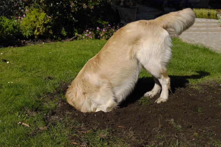 Why does a dog dig the ground?