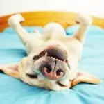 Why does a dog lie on its back?